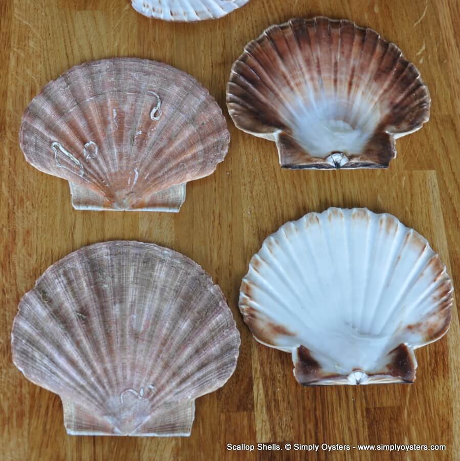 Scallop Shells Buy Online Empty & Clean Shells Simply Oysters